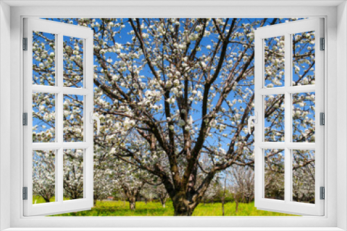 Fototapeta Naklejka Na Ścianę Okno 3D - Apricot Blossom