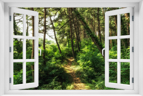 Fototapeta Naklejka Na Ścianę Okno 3D - Small trail in pine tree forest