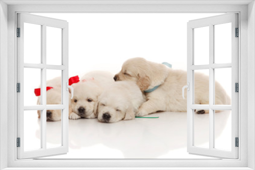 Fototapeta Naklejka Na Ścianę Okno 3D - Sweet four puppies of golden retriever