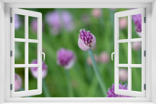 Fototapeta Naklejka Na Ścianę Okno 3D - Chives flower buds