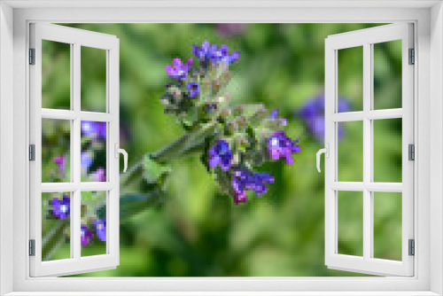 Fototapeta Naklejka Na Ścianę Okno 3D - Common bugloss flowers