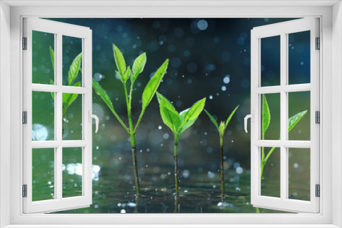 Fototapeta Naklejka Na Ścianę Okno 3D - grass dew rain macro fresh green eco
