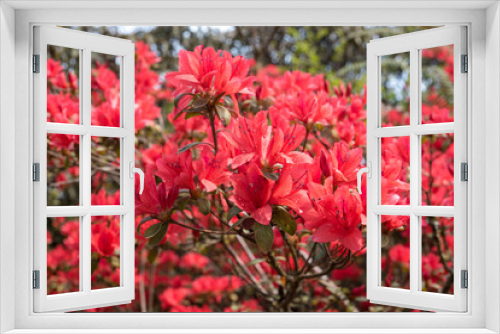 Fototapeta Naklejka Na Ścianę Okno 3D - red rhododendron blossom, Azalea