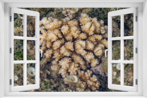 Fototapeta Naklejka Na Ścianę Okno 3D - Pocillopora damicornis, cauliflower coral or lace coral, is a species of stony coral in the family Pocilloporidae. Poipu Beach Park，Kauai, Hawaii