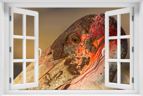 Fototapeta Naklejka Na Ścianę Okno 3D - Marabu