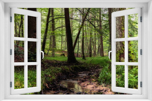 Fototapeta Naklejka Na Ścianę Okno 3D - Steigerwald Forest