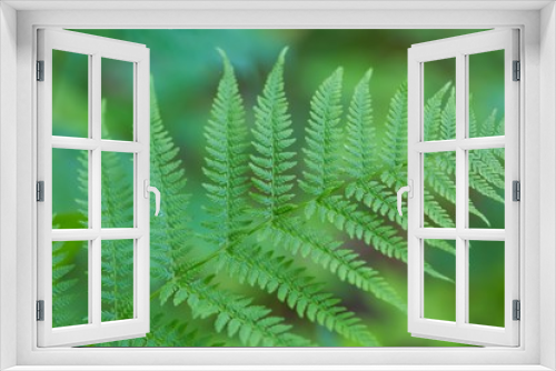 Fototapeta Naklejka Na Ścianę Okno 3D - Wild fern growing in forest
