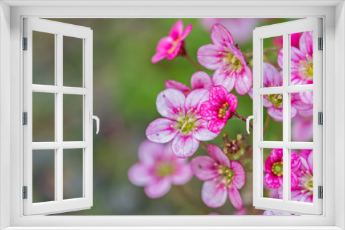 Fototapeta Naklejka Na Ścianę Okno 3D - courtyard flowers