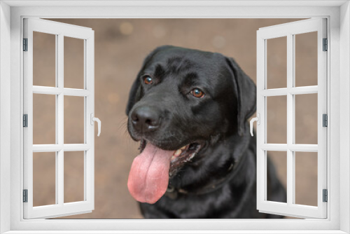 Fototapeta Naklejka Na Ścianę Okno 3D - black Labrador sits on footpath in park in sunny summer day, tongue out, close-up view of muzzle, dogwalking concept