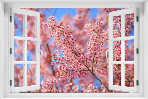 Fototapeta Naklejka Na Ścianę Okno 3D - Beautiful cherry blossom, Chiang Mai, Thailand