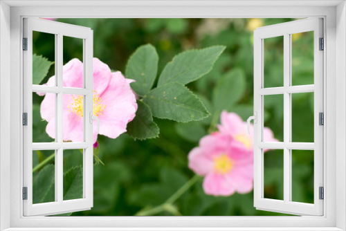 Fototapeta Naklejka Na Ścianę Okno 3D - Wild Pink Rose Flowers