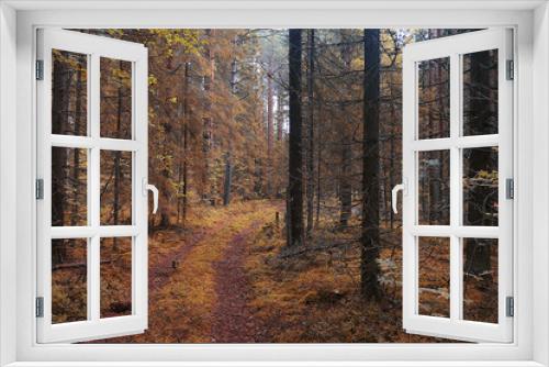 Fototapeta Naklejka Na Ścianę Okno 3D - The path in the autumn forest