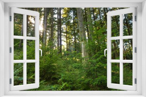 Fototapeta Naklejka Na Ścianę Okno 3D - Forest, sunrays