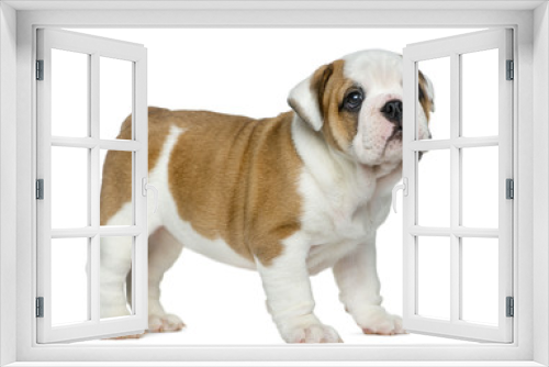 Fototapeta Naklejka Na Ścianę Okno 3D - English bulldog puppy in front of white background