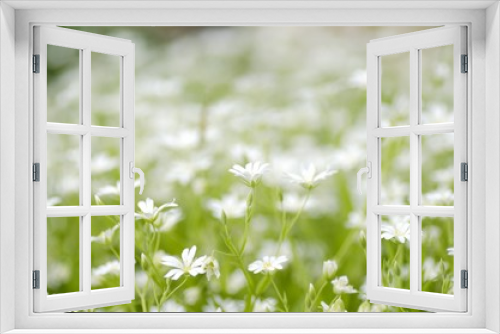 Fototapeta Naklejka Na Ścianę Okno 3D - Wildflower, Flower, Meadow.
