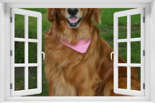 Fototapeta Naklejka Na Ścianę Okno 3D - irish setter 1