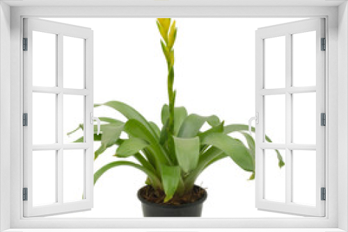 Fototapeta Naklejka Na Ścianę Okno 3D - bromeliad isolated on white background