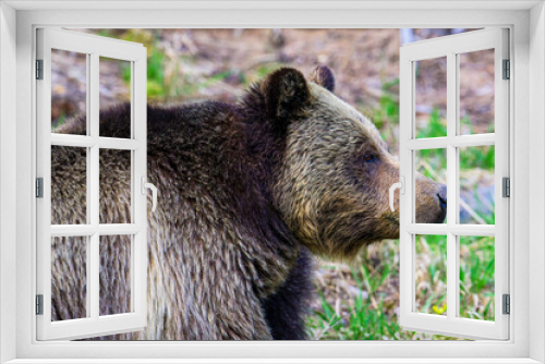 Fototapeta Naklejka Na Ścianę Okno 3D - Bear Standing in the Grass