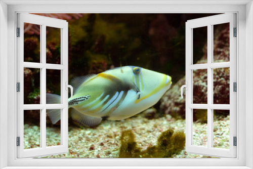 Fototapeta Naklejka Na Ścianę Okno 3D - Piccaso Trigger Fish