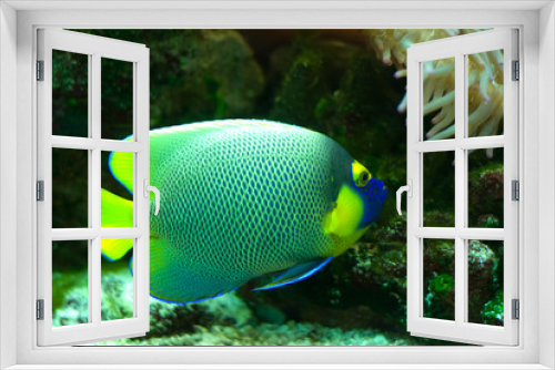 Fototapeta Naklejka Na Ścianę Okno 3D - Marine Fish