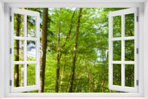 Fototapeta Naklejka Na Ścianę Okno 3D - Wald an der allten Aare | Lyss BE