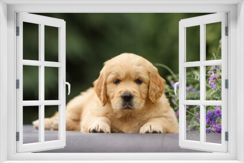 Fototapeta Naklejka Na Ścianę Okno 3D - newborn puppy dog ​​golden retriever labrador 1 month with a bouquet of flowers sits in nature in summer at sunset. Birthday gift card	