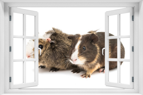 Fototapeta Naklejka Na Ścianę Okno 3D - guinea pig
