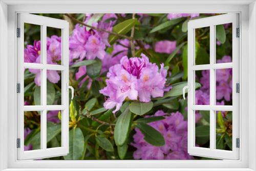 Fototapeta Naklejka Na Ścianę Okno 3D - Rhododendron blooming flowers in the spring garden. Pacific rhododendron. Pink California rosebay. Evergreen shrub. Hybrid Pontic Rhododendron in springtime. Spring flower. Pink Flower petals