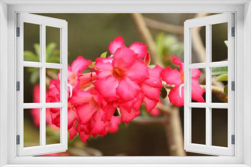 Fototapeta Naklejka Na Ścianę Okno 3D - Flower Pink Adenium