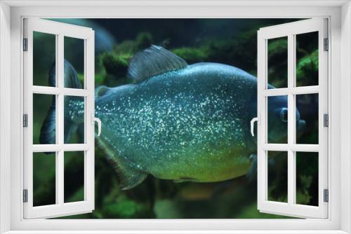 Fototapeta Naklejka Na Ścianę Okno 3D - Piranha (Pygocentrus piraya)