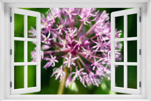 Fototapeta Naklejka Na Ścianę Okno 3D - onion flower