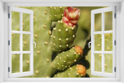 Fototapeta Naklejka Na Ścianę Okno 3D - cactus flower 