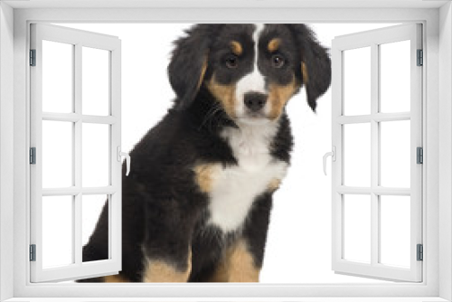Fototapeta Naklejka Na Ścianę Okno 3D - Bernese mountain dog (7 weeks)
