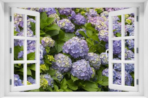 Fototapeta Naklejka Na Ścianę Okno 3D - Hydrangea flowers in a garden