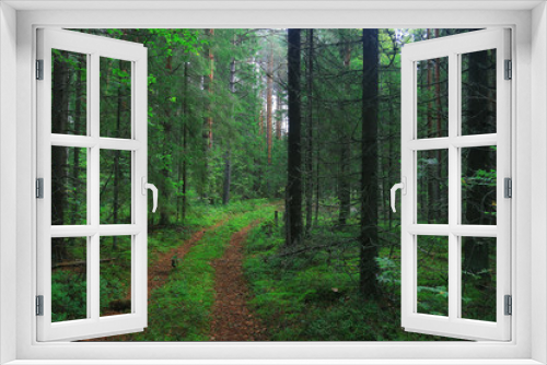 Fototapeta Naklejka Na Ścianę Okno 3D - Summer dense forest landscape