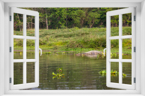 Fototapeta Naklejka Na Ścianę Okno 3D - Crocodile in the river