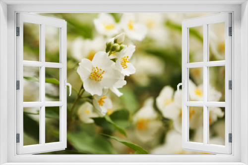 Fototapeta Naklejka Na Ścianę Okno 3D - Large white flowers of jasmine