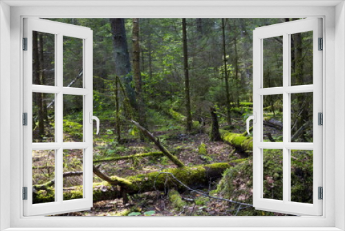 Fototapeta Naklejka Na Ścianę Okno 3D - Wild forest