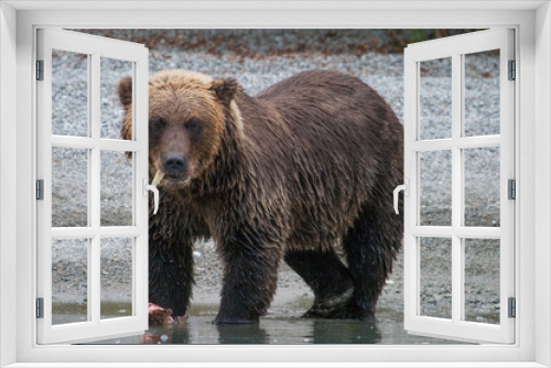 Fototapeta Naklejka Na Ścianę Okno 3D - grizzly bear eating salmon on the shoreline of a glacial lake in alaska