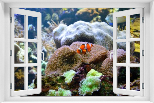 Fototapeta Naklejka Na Ścianę Okno 3D - Clownfish
