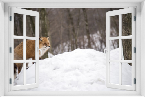 Fototapeta Naklejka Na Ścianę Okno 3D - Red Fox in the snowfields of Siroishi, Japan