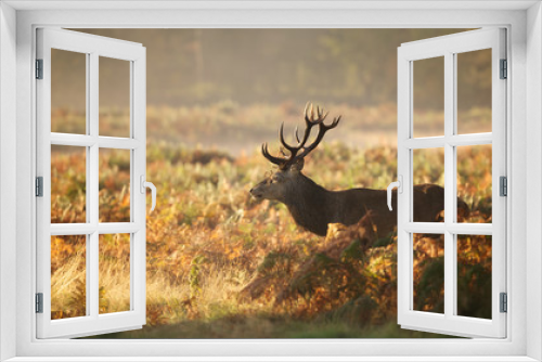 Fototapeta Naklejka Na Ścianę Okno 3D - Red deer Stag