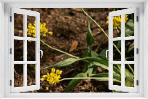 Fototapeta Naklejka Na Ścianę Okno 3D - Golden yellow garlic planted outdoors.