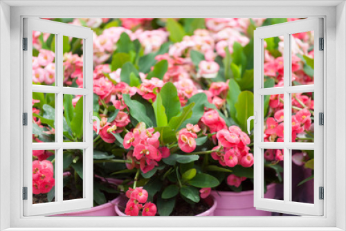 Fototapeta Naklejka Na Ścianę Okno 3D - blossoming euphorbia in flowerpots on a show-window of flower shop