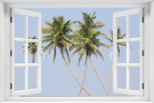 Fototapeta Naklejka Na Ścianę Okno 3D - Coconuts palm tree perspective view from floor high up