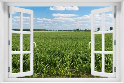 Fototapeta Naklejka Na Ścianę Okno 3D - Fresh green corn field in summer