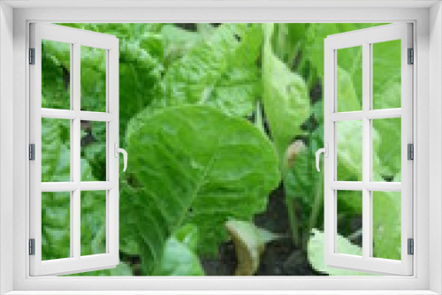 Fototapeta Naklejka Na Ścianę Okno 3D - Salatbeet