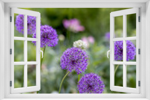 Fototapeta Naklejka Na Ścianę Okno 3D - Onion flower