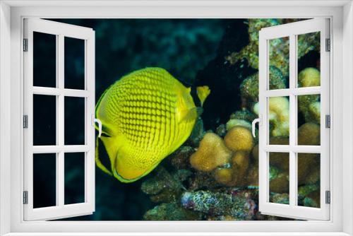 Fototapeta Naklejka Na Ścianę Okno 3D - diver yellow fish scuba diving bunaken indonesia sea reef ocean
