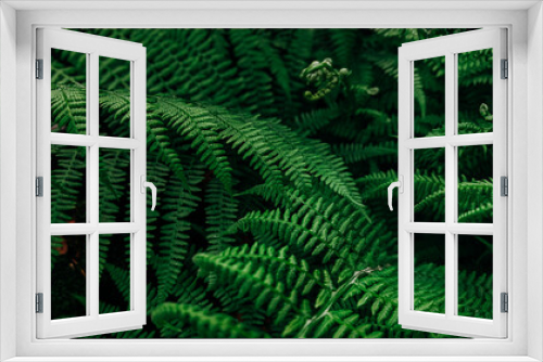 Fototapeta Naklejka Na Ścianę Okno 3D - Rich green background with ferns. Beautiful green fern in the summer forest. Natural landscapes of forests.